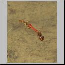 Sympetrum vulgatum - Gemeine Heidelibelle 01.jpg